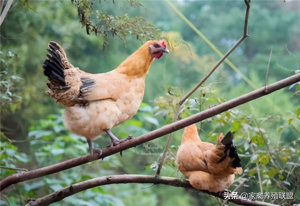 一只真正的散养土鸡需要的成本,散养土鸡的8大秘密