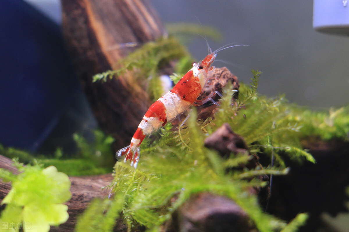 养鱼不想太麻烦这5种鱼最适合你,养鱼养不好想放弃了