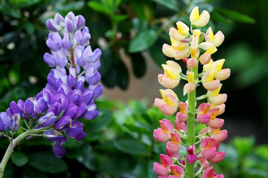 养花人的烦恼下雨刮风搬来搬去,养花的烦恼就是虫子