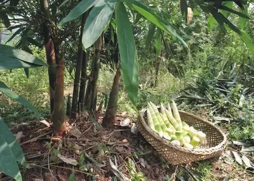 忠县美食真实推荐,中国忠县美食篇