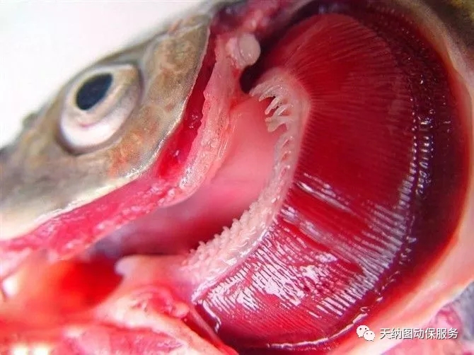 鱼类烂鳃怎么治,鱼类烂身怎么治疗