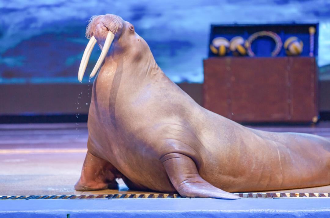 方特欢乐谷有什么好玩的项目,欢乐谷方特长隆兰州