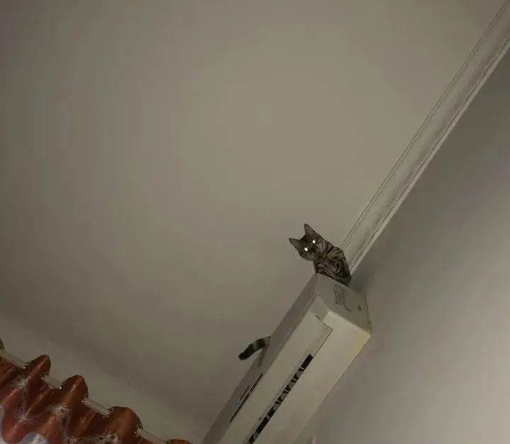 坦克小希和牧野奇迹怎么选,坦克小希和醇粹猫粮哪个好