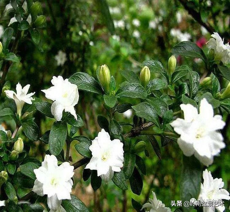 杂木盆景也毫不逊色,杂木盆景值钱吗