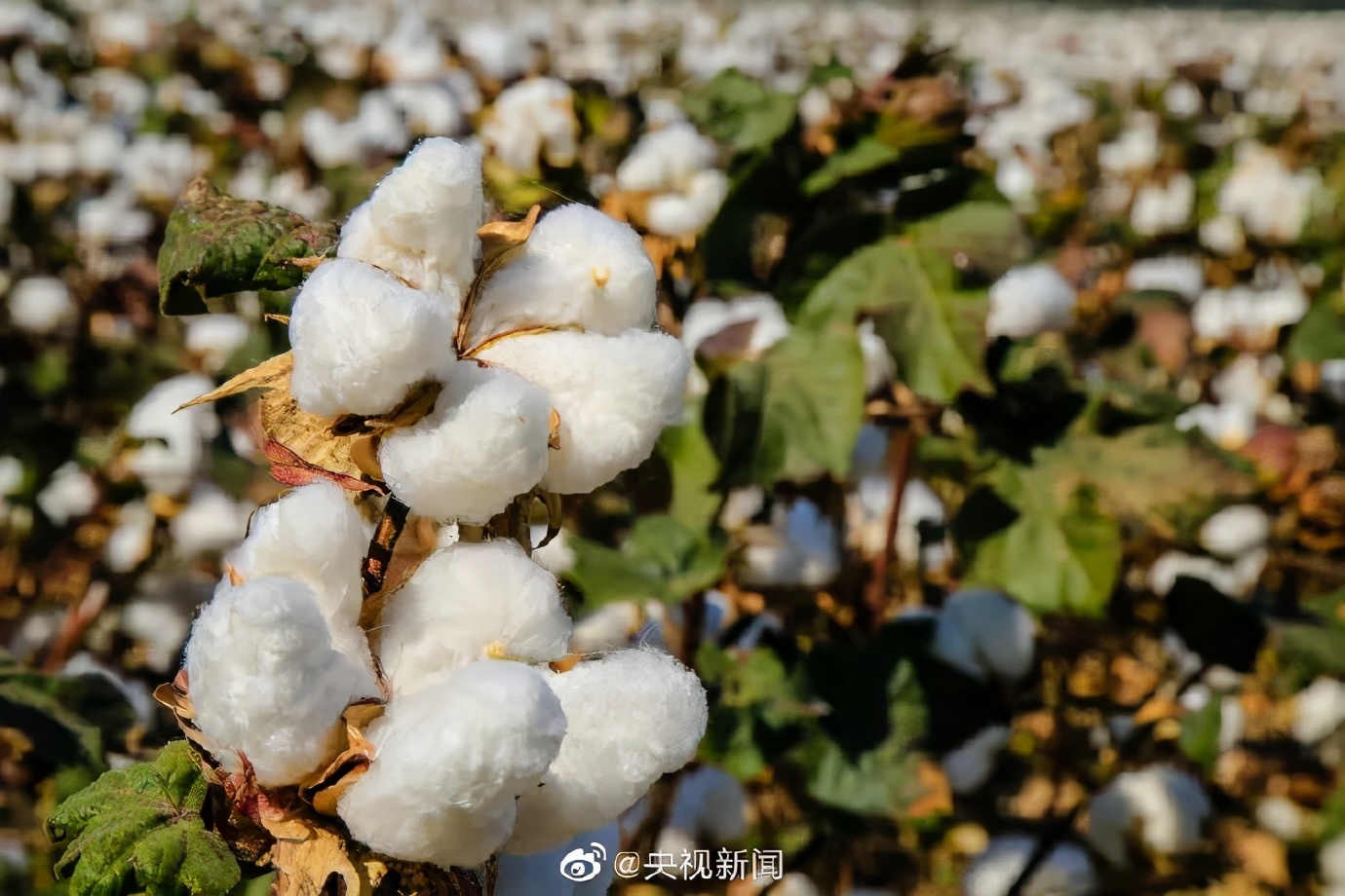 hm碰瓷事件明细,hm碰瓷事件是怎么回事