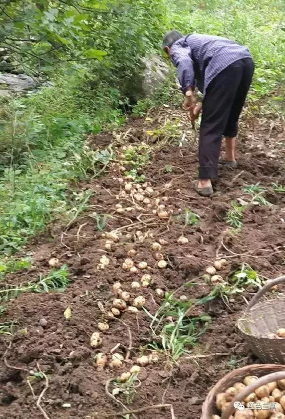 兰草特产——鲜为人知的土豆粉条