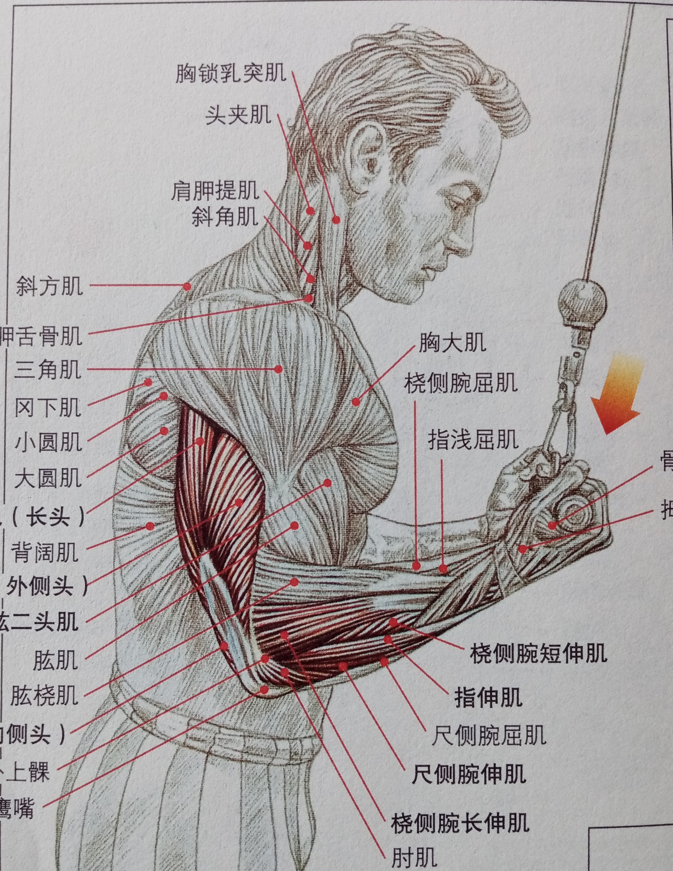 大臂三头肌怎么练,二头肌和麒麟臂怎么练