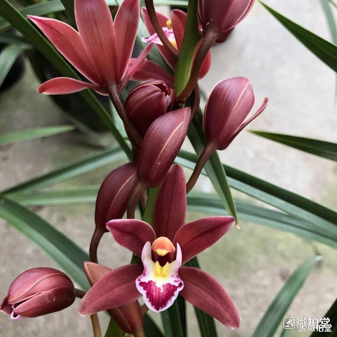 好养的兰花既高贵又漂亮惹人喜欢,哪种兰花最好养四季开花又很香