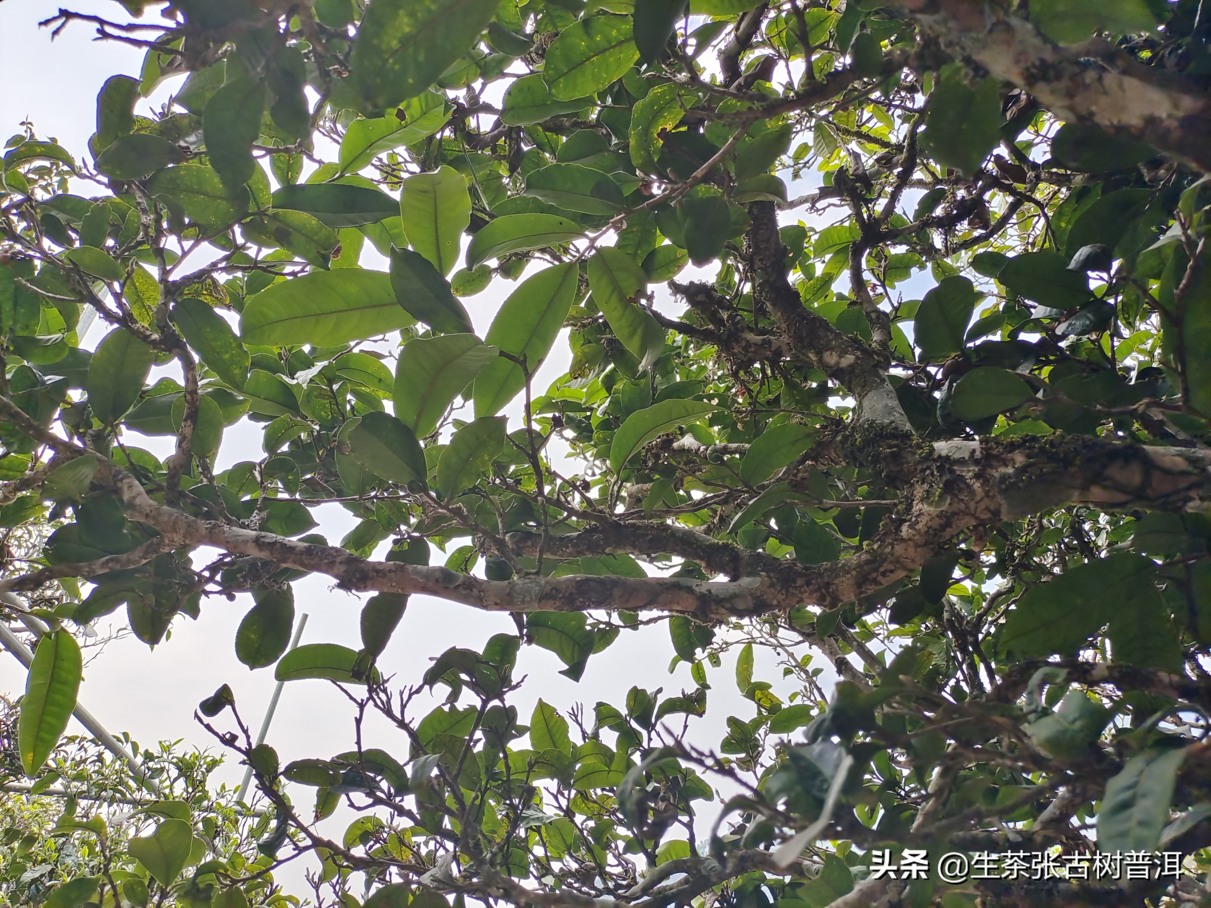 冰岛古树普洱茶口感怎么样,普洱茶弯弓古树的特点和口感