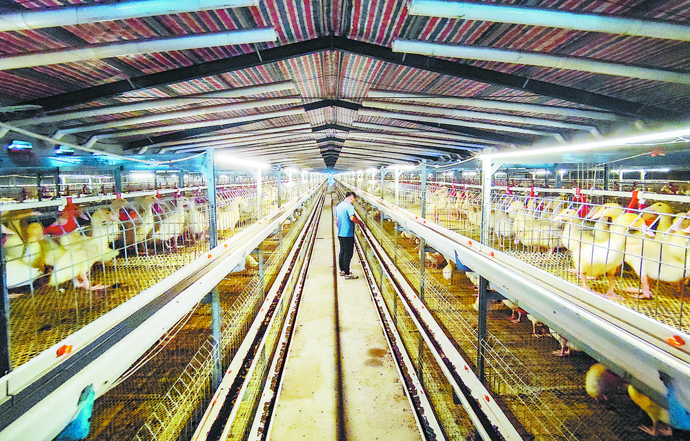 成武县天宫庙镇翟楼村：龙头企业带动共建美丽家园