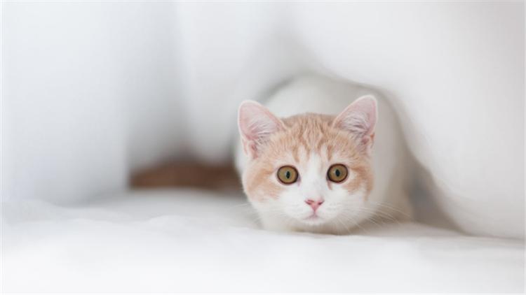 猫粮和狗粮有啥区别,猫粮跟狗粮的区别