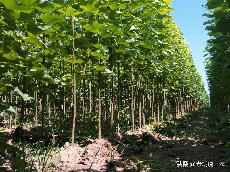 楸树价格行情,楸木木材市场价格是多少