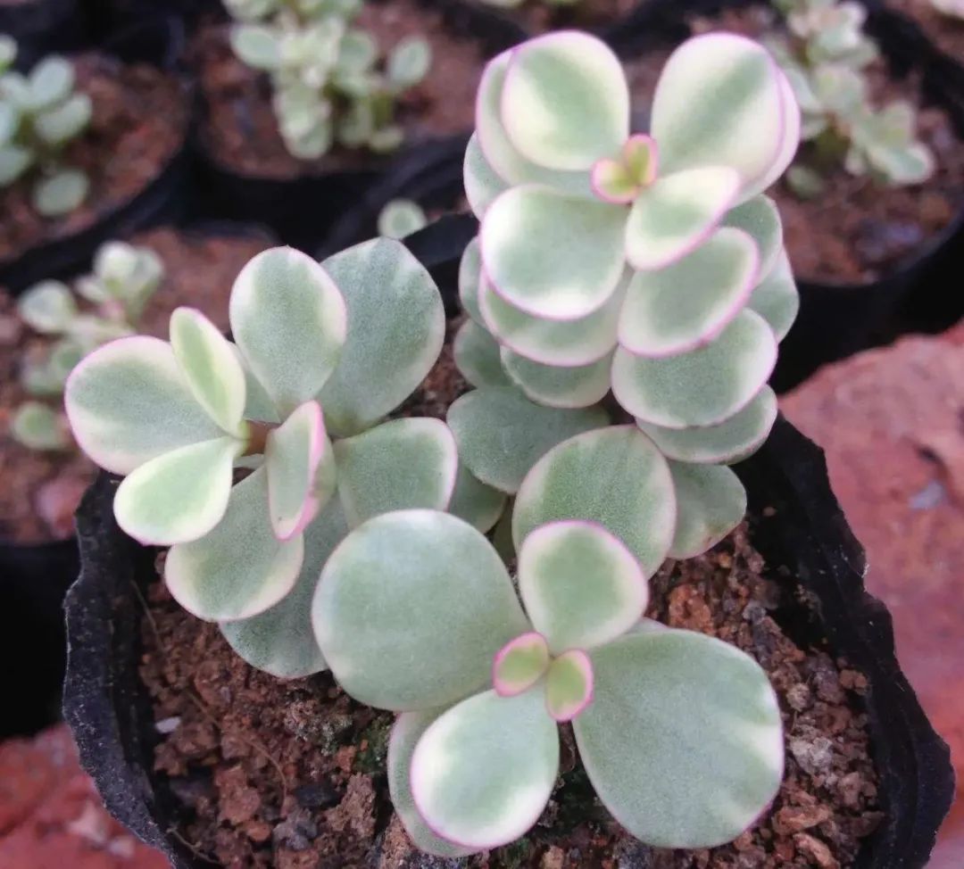 雅乐之舞多肉怎么开花,雅乐之舞多肉怎么才会开花