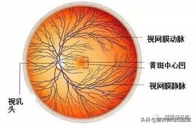 近视的孩子建议吃什么护眼,孩子近视应该吃什么护眼片比较好