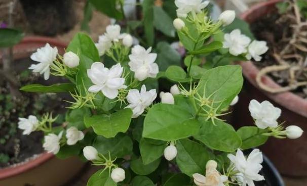 家里养茉莉花怎么配土,养茉莉花小妙招