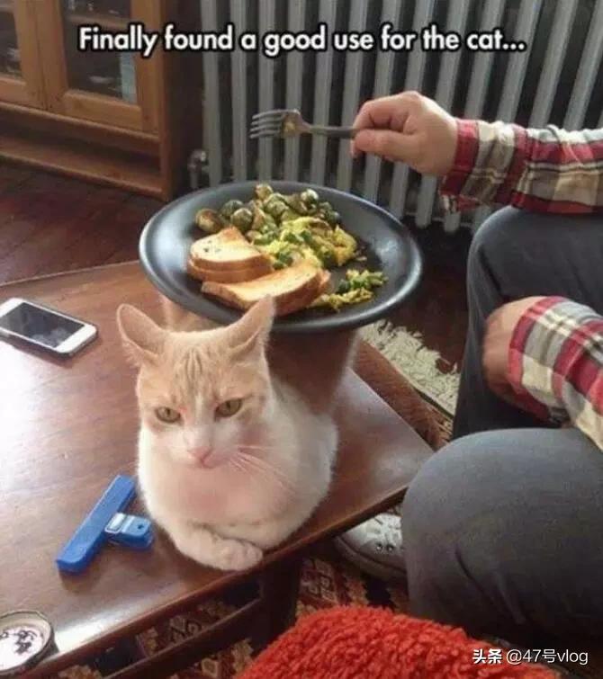 家里两只猫咪可以一起养吗,家里有宝宝适合养什么猫咪