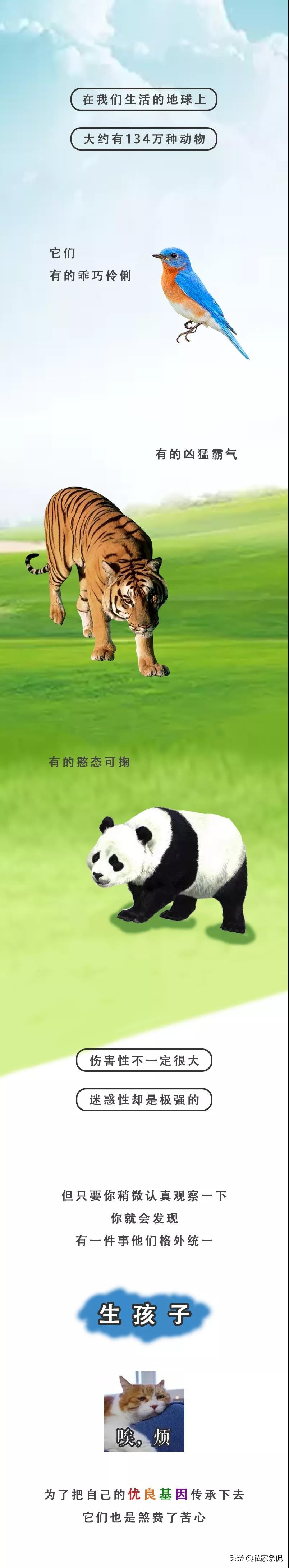 动物世界生蛋的过程,动物世界奇特的分娩方式