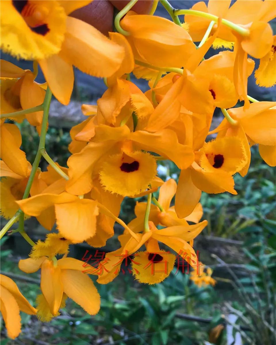 野生石斛兰,野生石斛是国家保护植物吗