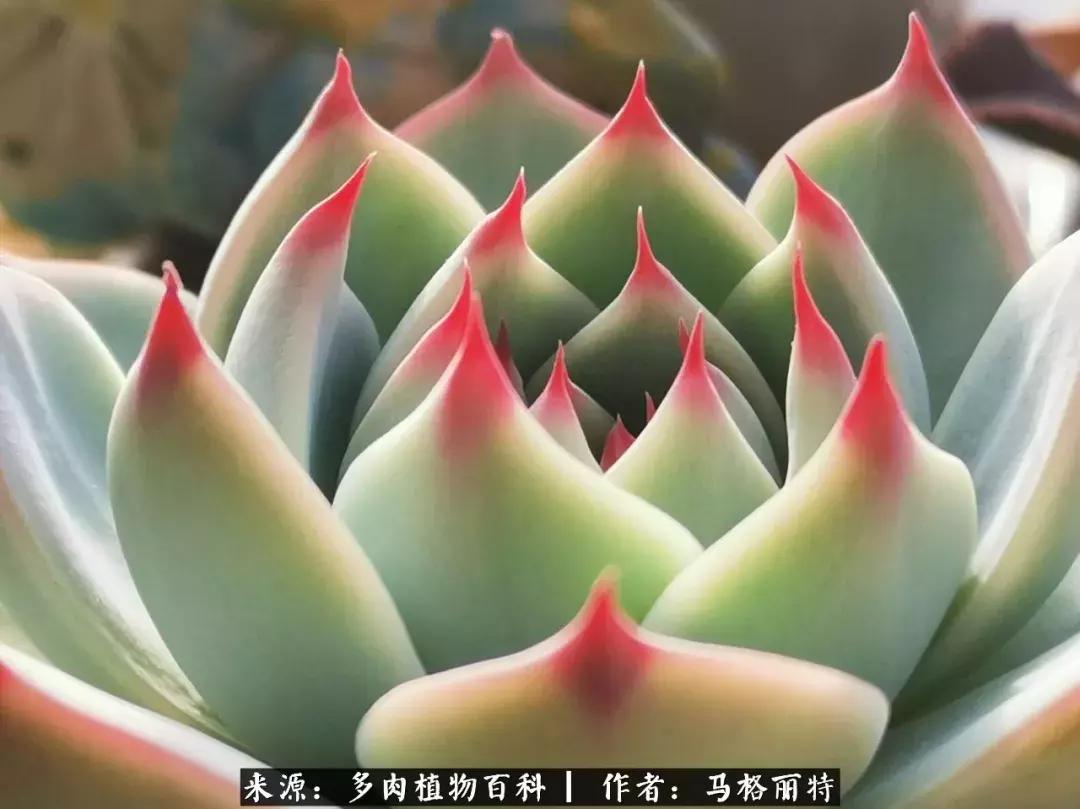 北方阳台多肉怎么过冬,北方阳台多肉