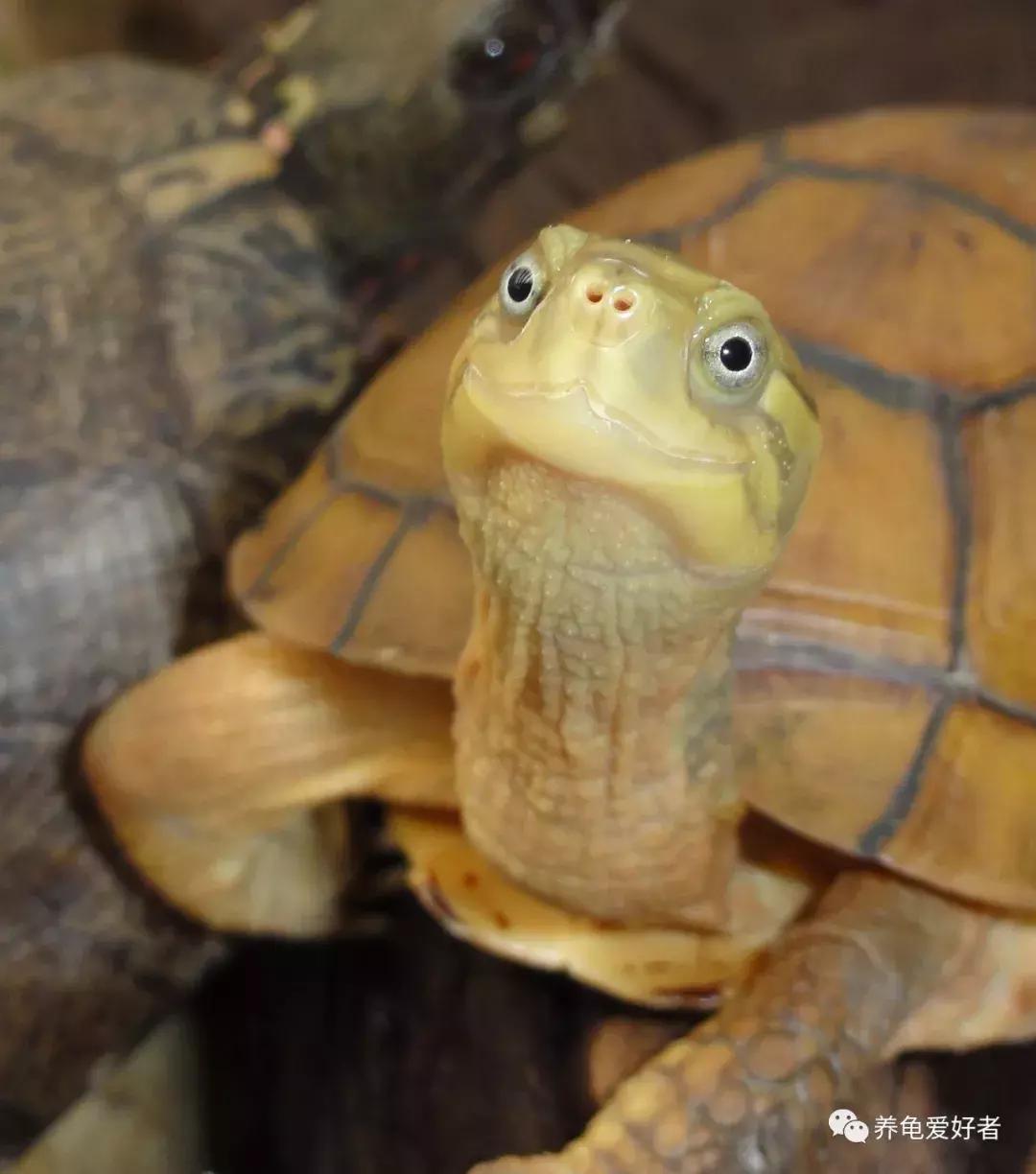 如果你不懂龟，看完之后会想要一只吗？