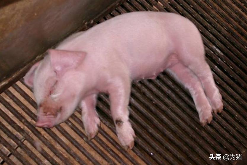 刚出生小猪瘫软怎么办,刚出生小猪后趴蹄怎么治疗