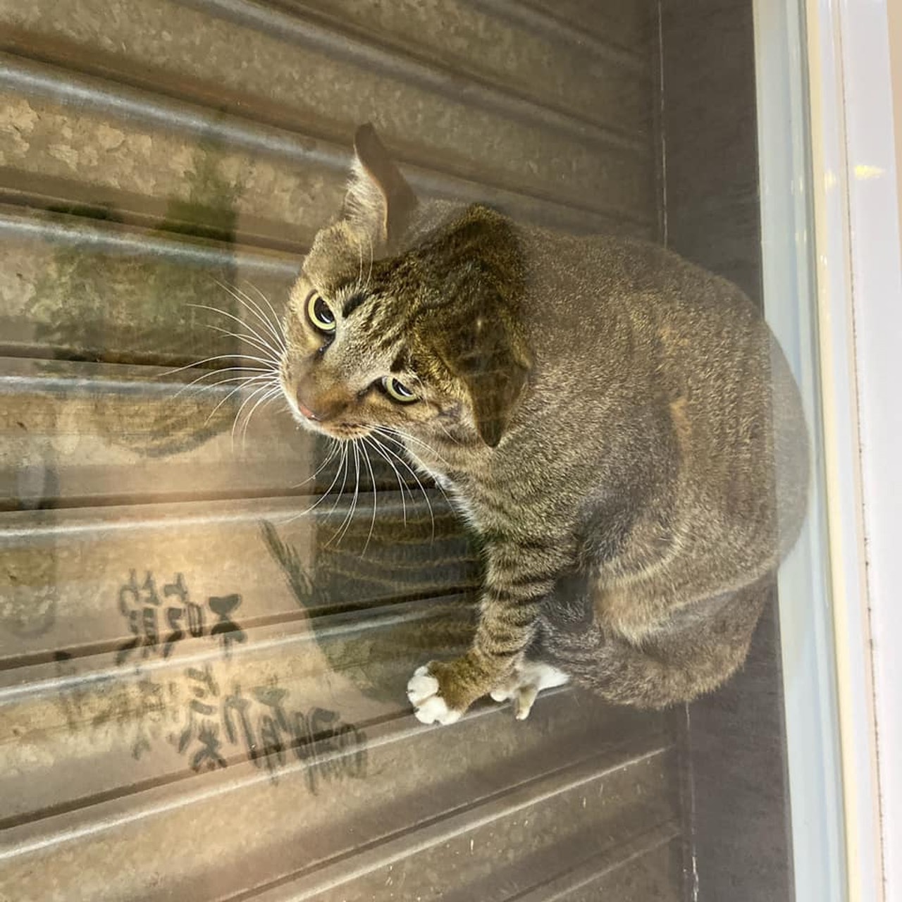 喵星人受罚且被迫越狱,喵星人准备跳出栏杆被玻璃挡住