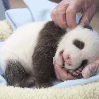 终于拍到熊猫交配的画面,荷兰人民感动疯了!果然国宝干啥都焦点