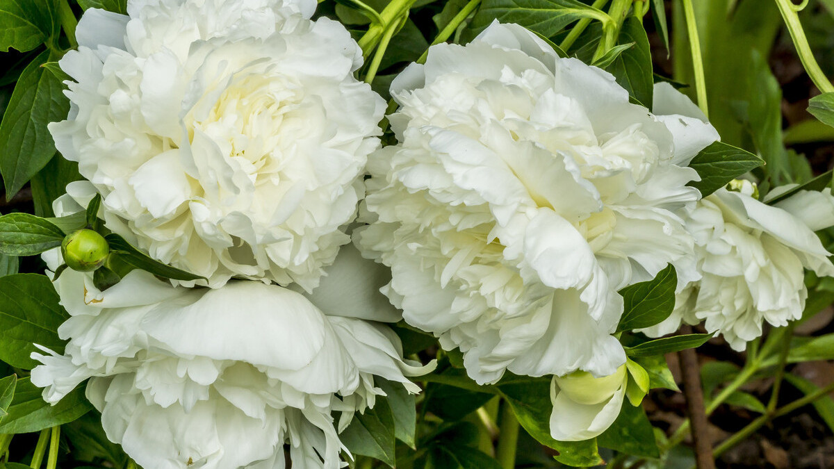 在谷雨诗词中留住最后一抹春色,唯美谷雨古诗词