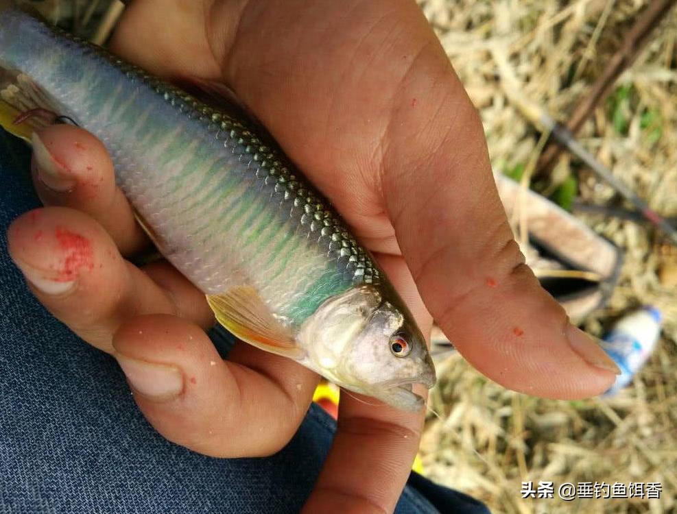 这种鱼有蓝色肉味道非常鲜美,春夏秋冬适宜垂钓的鱼品种