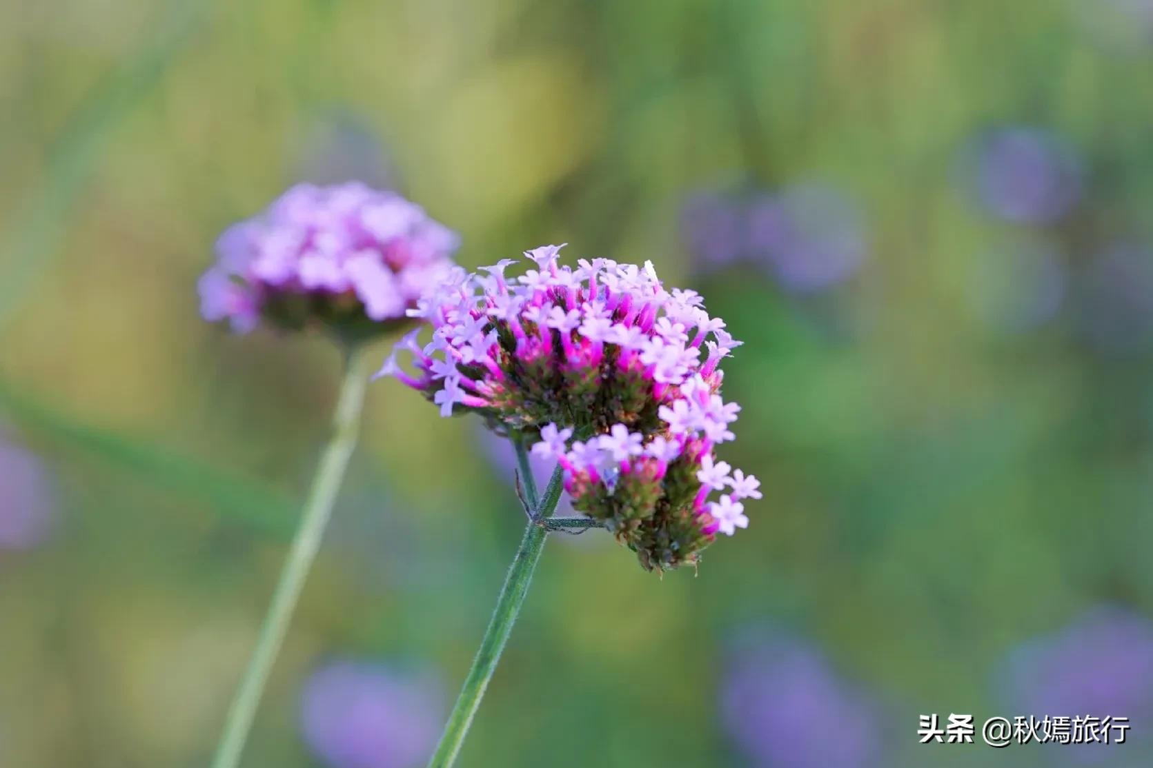 苏州吴中太湖新城苏州湾湿地公园,苏州湿地免费公园虎丘