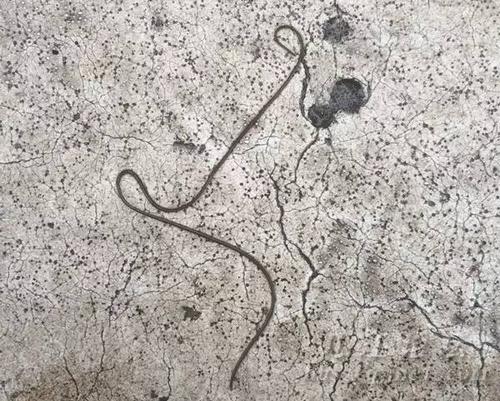 寄生虫的秘密：铁线虫是如何进入宿主体内，控制宿主行为，并诱导宿主“自杀”的？