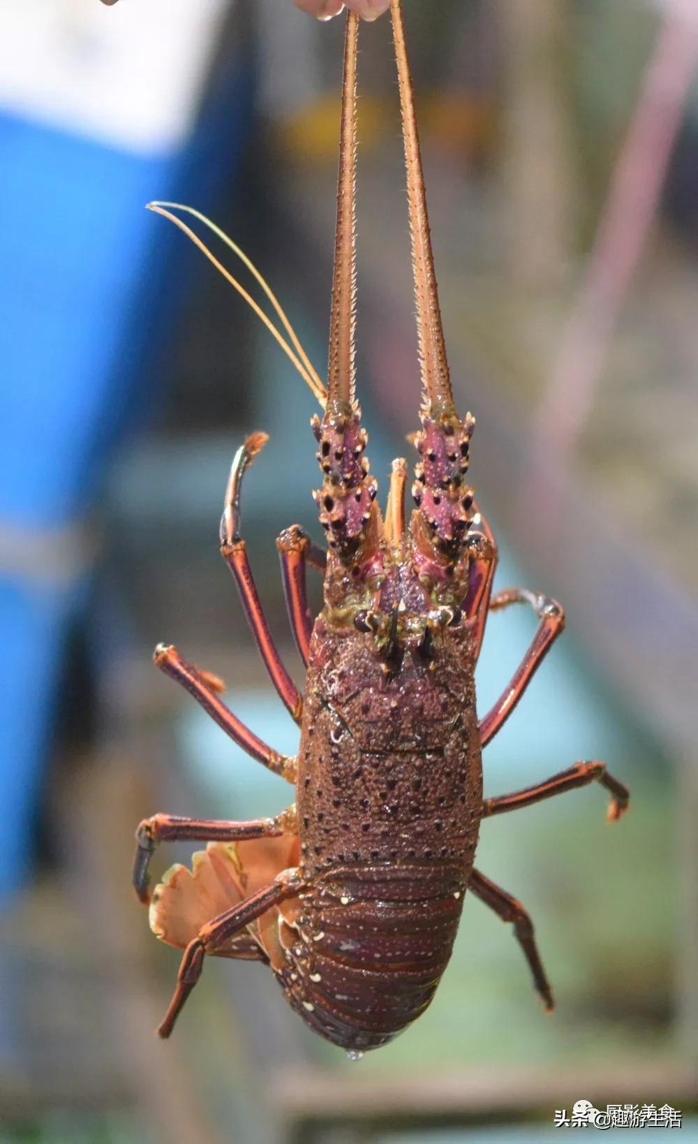 世界上的各种龙虾,世界上最大龙虾