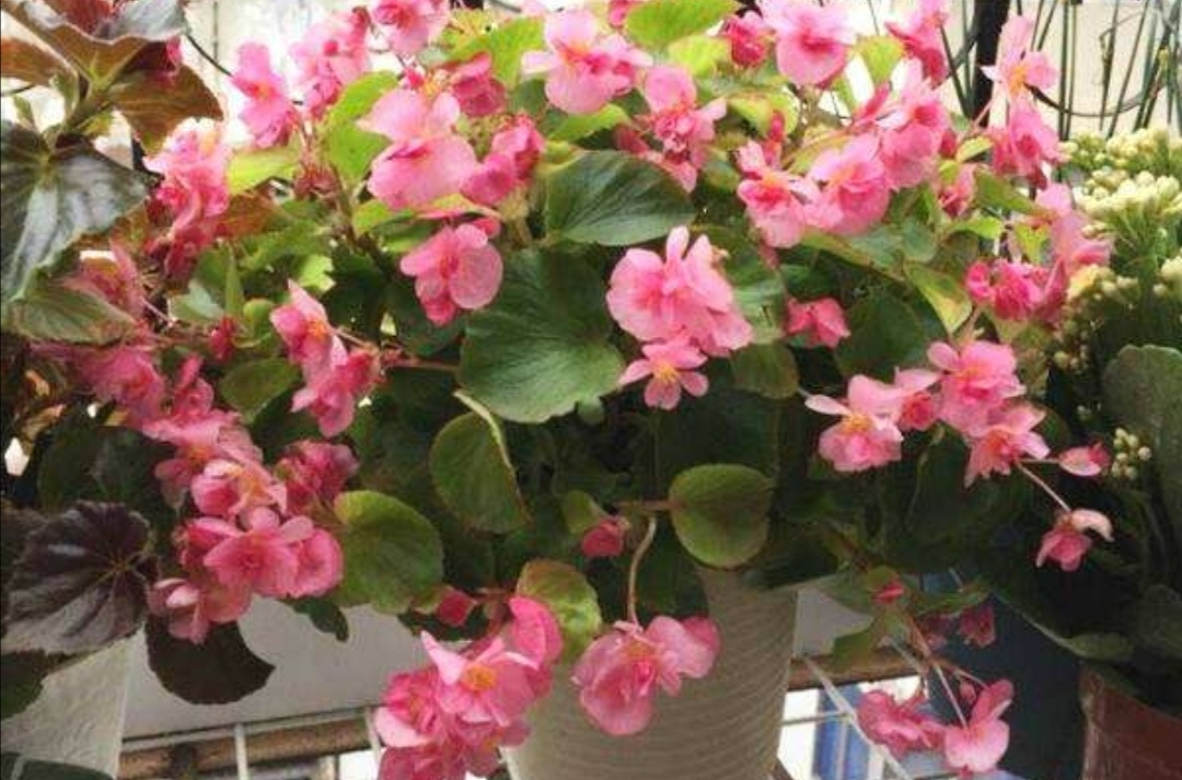 怎么才能让四季海棠开花多,四季海棠只长叶不开花怎么办