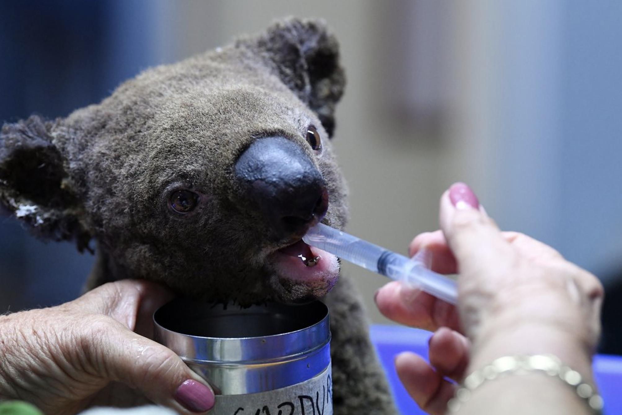 澳大利亚大火导致10亿动物葬身火海，空气污染严重口罩紧俏，大火释放的二氧化碳需一个世纪才能吸收