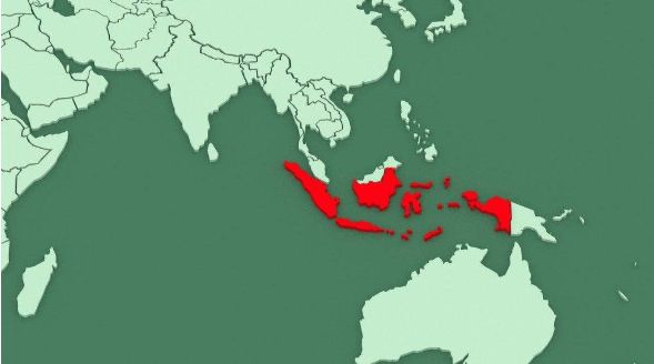 品牌出海｜揭秘印尼电商市场特性挖掘千亿商机