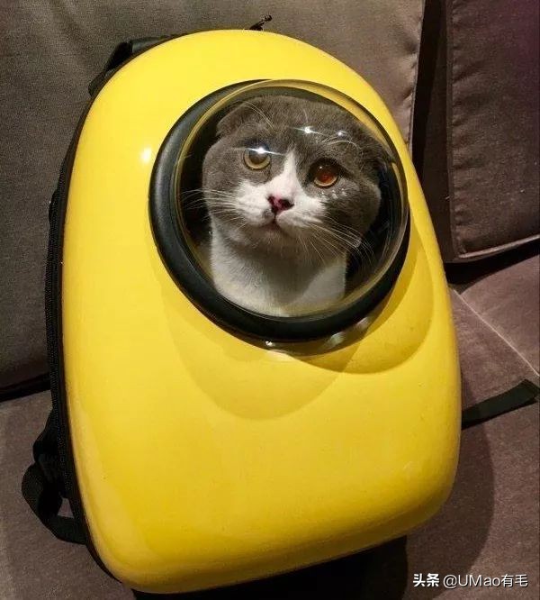 李佳琦叫卖都不管用！双十一猫咪用品这些坑得避