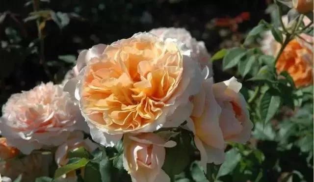 每天学习一点点——100种玫瑰品种科普