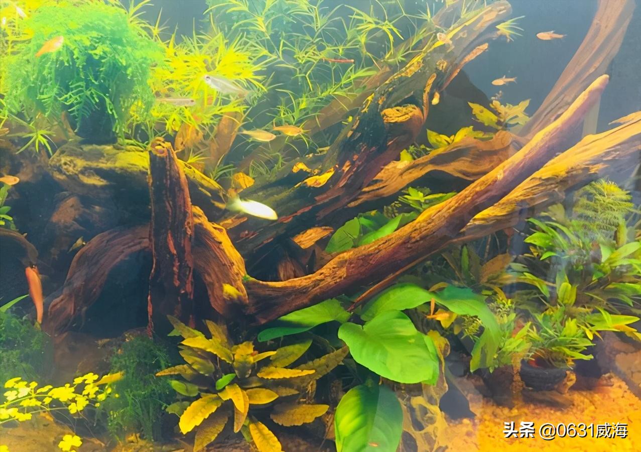 水草缸中的水藻怎么处理,新开水草缸浑浊原因有哪些