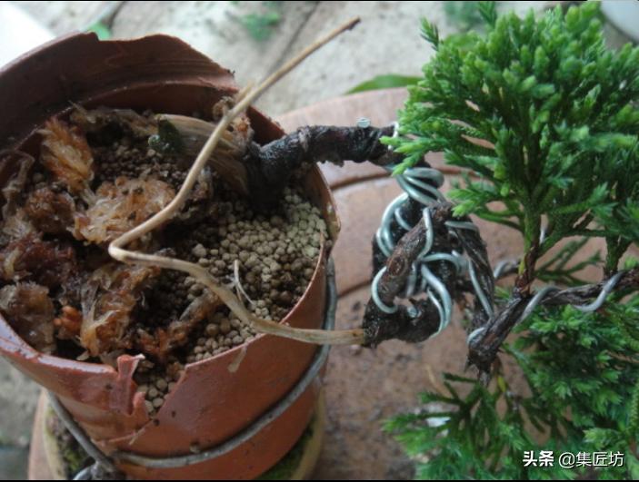 盆景老桩镂空舍利的制作,舍利盆景造型技艺图解