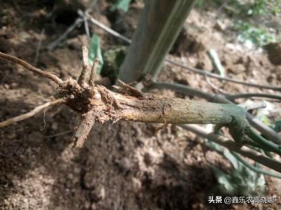 怎样防治百香果根腐病,百香果茎基腐烂防治方法