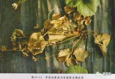 南京地区草莓病虫害防治的现状,温室草莓病虫害种类及防治措施