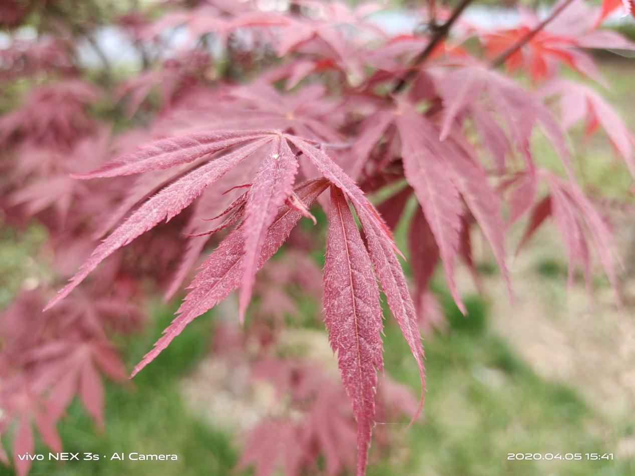 vivonex3深度测评王自如,vivo追求极致用户体验