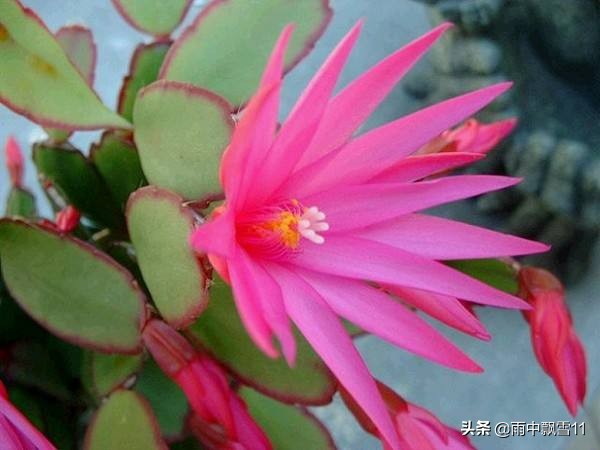 蟹爪兰假昙花仙人指有啥区别,仙人指假昙花蟹爪兰区别