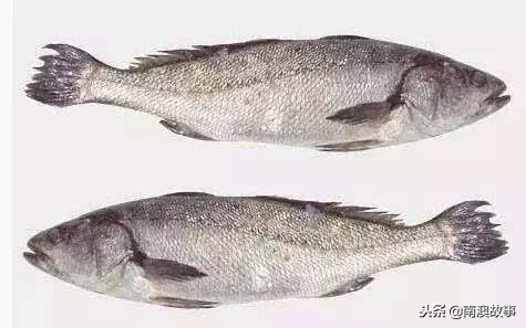 深圳南澳都有哪些海鱼,南澳海常见的海鱼