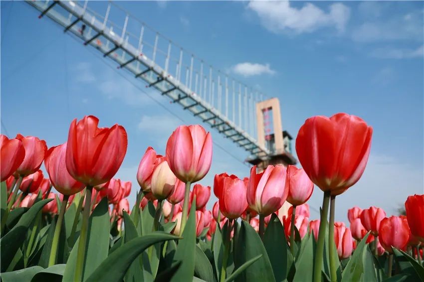 漫花庄园亿朵白樱花绚烂绽放啦，这些樱花的起源你真的知道吗？