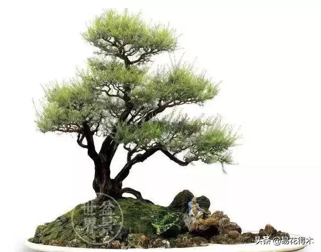 岗松有几个品种,岗松盆景的寓意是什么