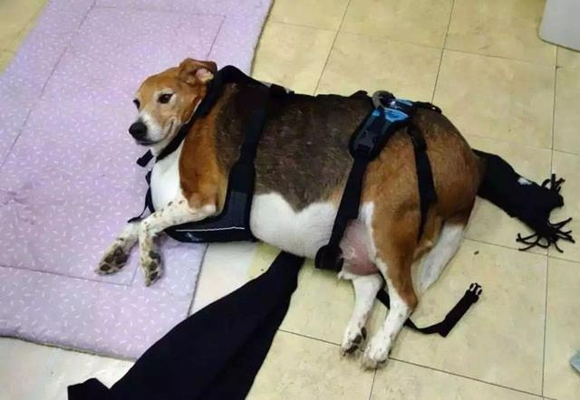 狗狗老是狂奔转圈圈,狗狗急速奔跑后站不稳