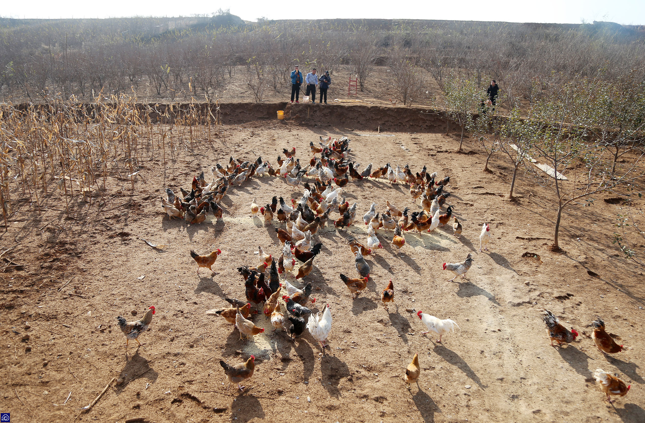 农村小伙养鸡仅用三招年赚百万,农村小伙子养鸡年收入240万你信吗