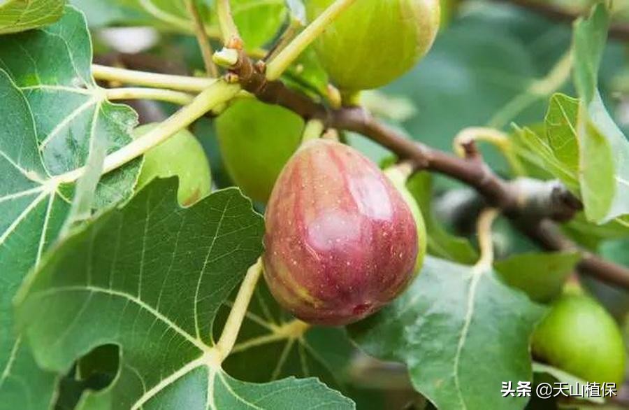 无花果越冬保鲜方法,无花果最先进的保鲜方法