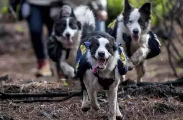 狗肉播种机真的好吗,狗肉播种机